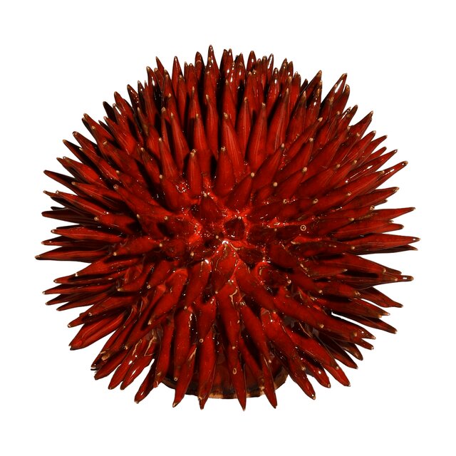 Scultura Riccio Pacri